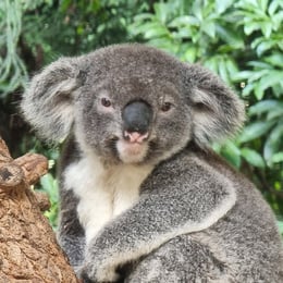 Koala in Australia