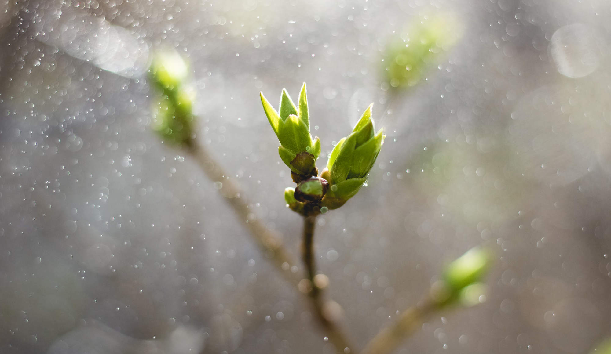 Read more about the article Asiakastarina: Carbofex Oy – Biohiilen tulevaisuuden trendit selville kattavan markkinaselvityksen avulla