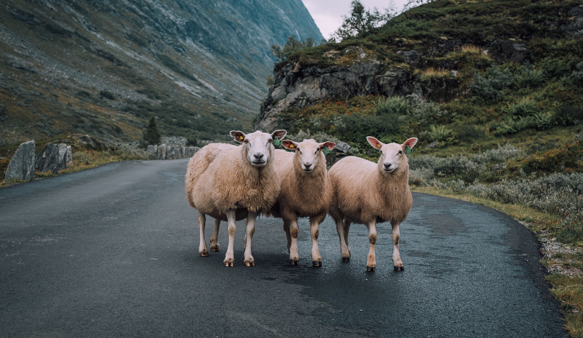 Read more about the article Asiakastarina: Koneita.com – Kattava markkinatutkimus ja kilpailijakartoitus tärkeässä asemassa yrityksen kansainvälistymispolulla